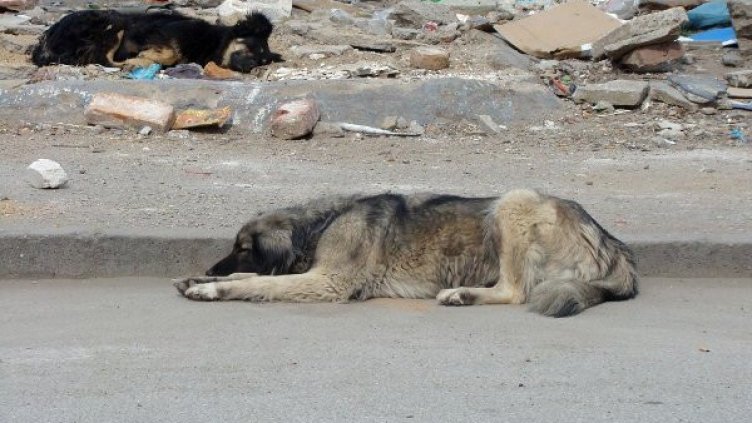 Снимка: архив, Булфото