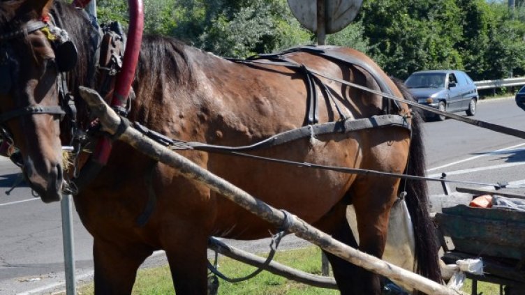 Снимка: архив,  Impact Press Group