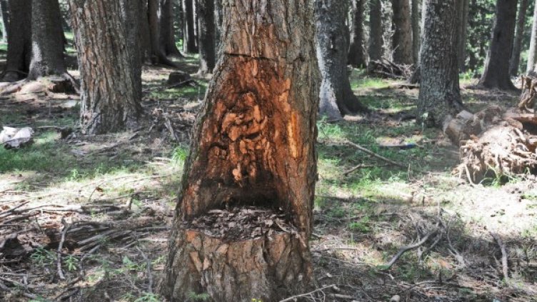 Снимка: архив, Булфото