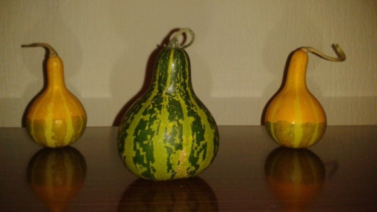 Тиквите от Бобов дол. Снимка: Dnes.bg