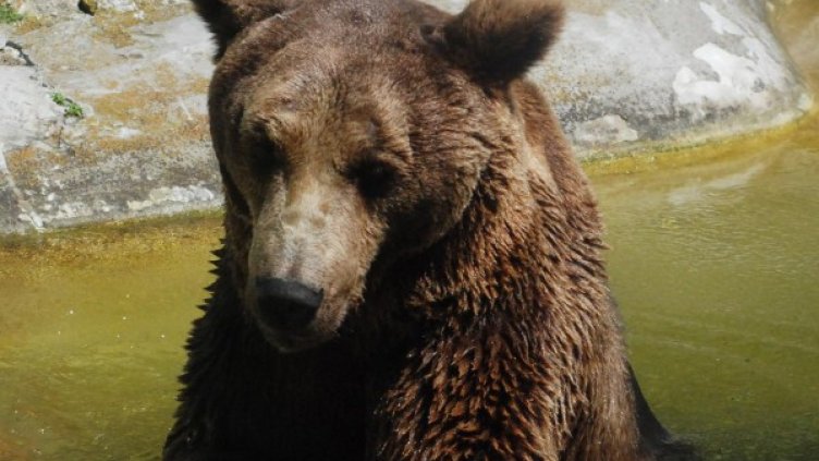Мечка се разхлажда в езеро във варненския зоопарк. Снимка: BulFoto - архив