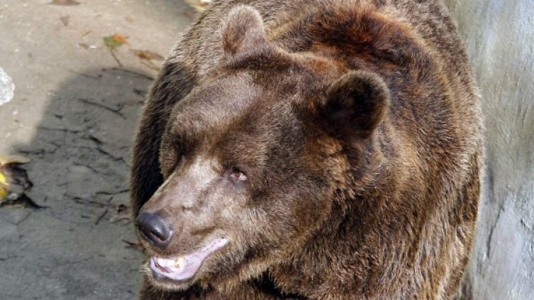 Празнуваме Андреевден или Мечкин ден. Снимка: архив, Булфото