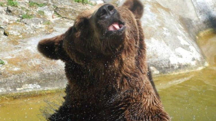 Снимка: архив, Булфото