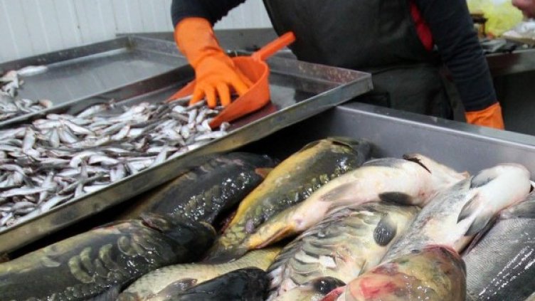 Снимка: БулФото - архив