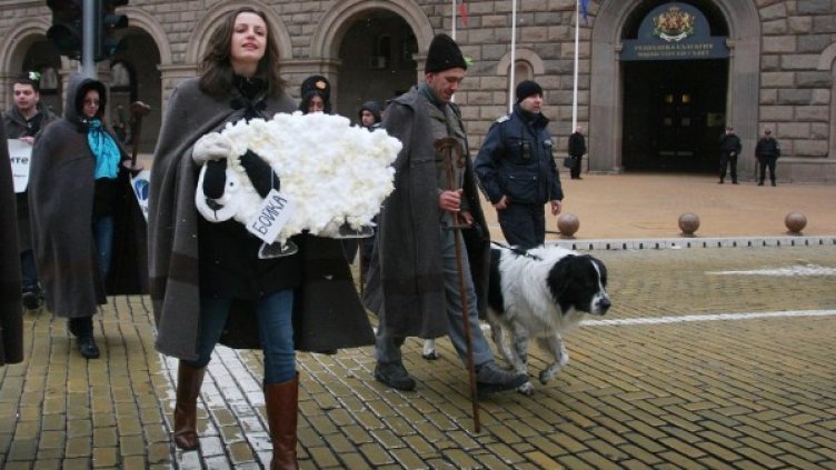 Овцата Бойка на паша пред Министерския съвет
