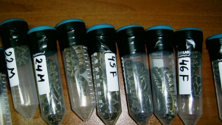 Снимка: Агенция "Митници"