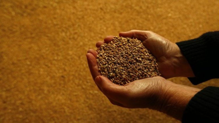 Хлябът и макаронените изделия могат да изчезнат заради глобалното затопляне. Снимка: архив, Reuters