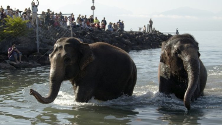 Тези два слона нямат проблем със студа - те са от швейцарския национален цирк и имат представление в Лозана. Снимка: архив, Reuters
