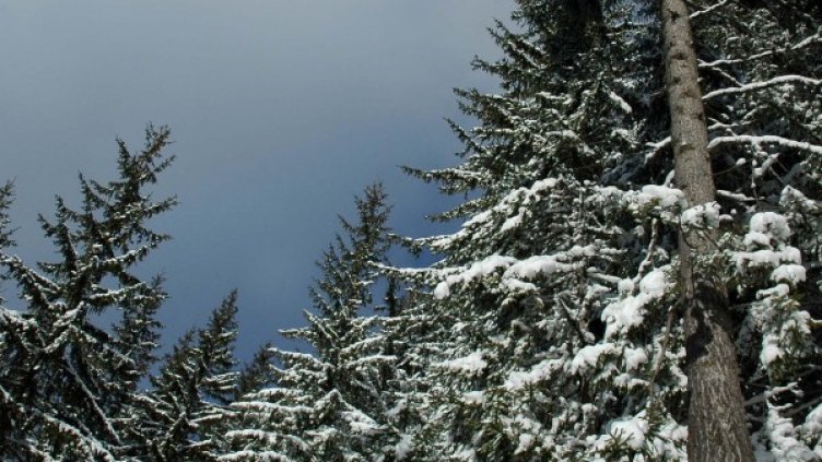 Снимка: БулФото - архив