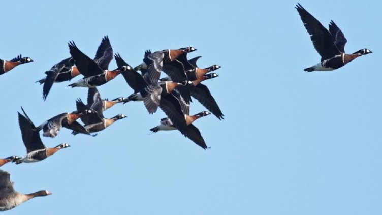 Червеногуши гъски. Снимка: Даниел Митев