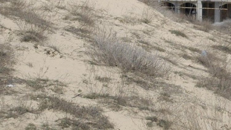 Снимка: БулФото-архив