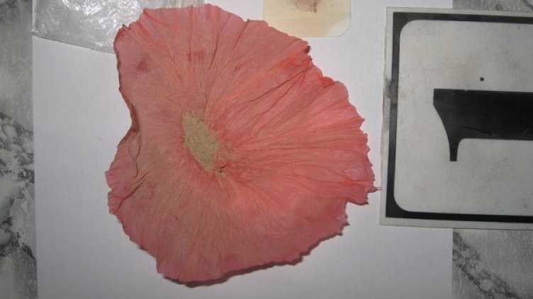 Снимка: Архив МВР