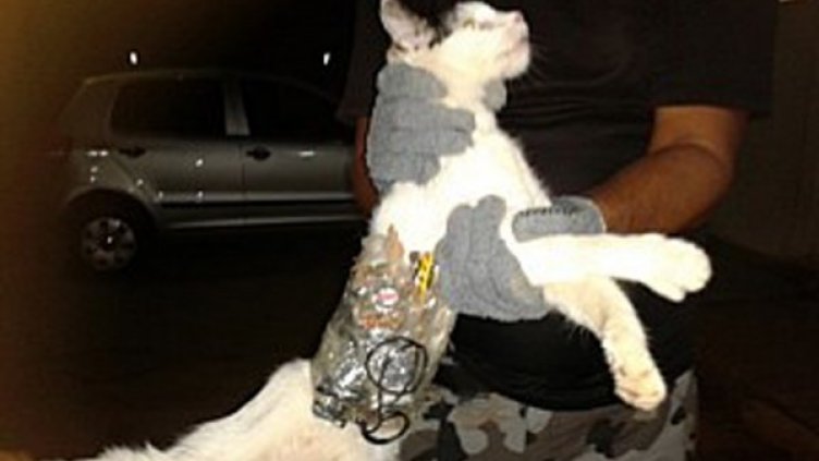 Заловената котка трафикант. Снимка: Reuters