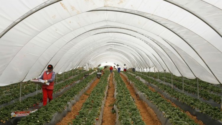 Преекспонира се отварянето на пазара на труда на Острова за българи след 2013 г. Снимка: архив, Reuters