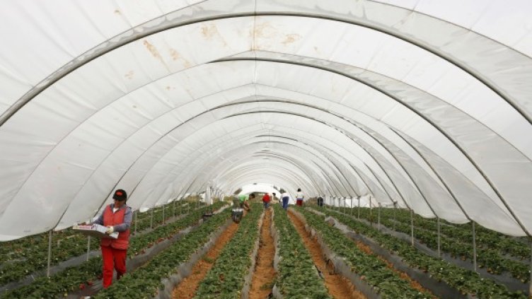 Ако не са нашите сезонни работници, кой ще бере ягодите във Великобритания? Снимка: архив, Reuters