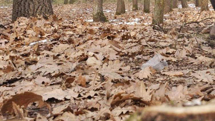 Снимка: архив, Булфото