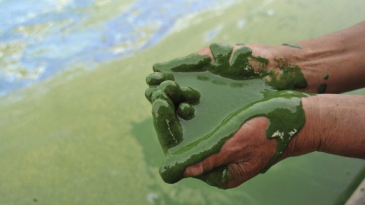 Там, където ракът е зараза 