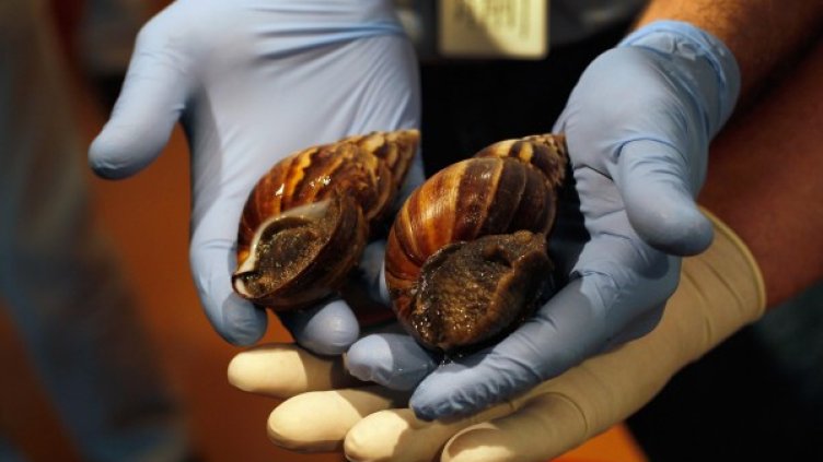 Гигантски африкански охлюви. Снимка: Getty Images/Guliver Photos