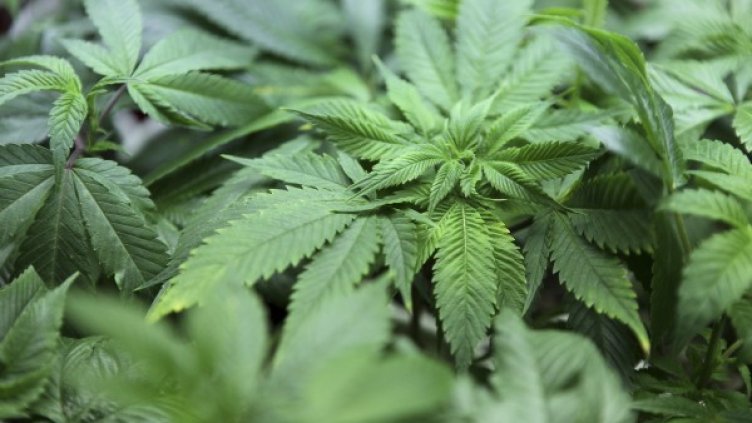 Прилагането на закони за борба с отглеждането и разпространението на канабис силно увеличава цената му. Снимка: архив, Reuters