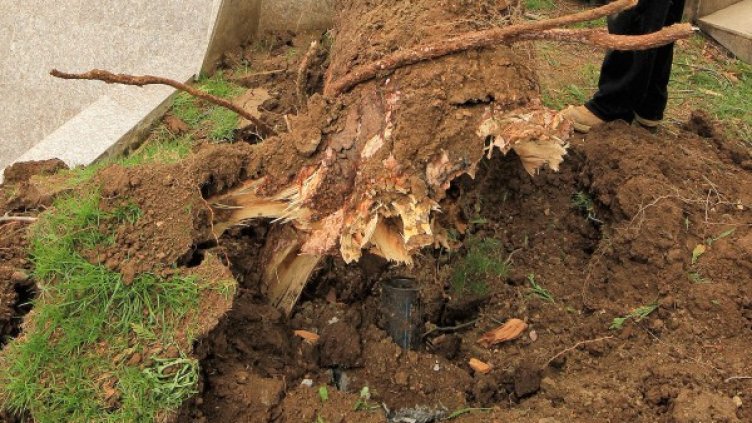 Вятърът събори дървета и покриви в Пловдив. Снимка: БТА