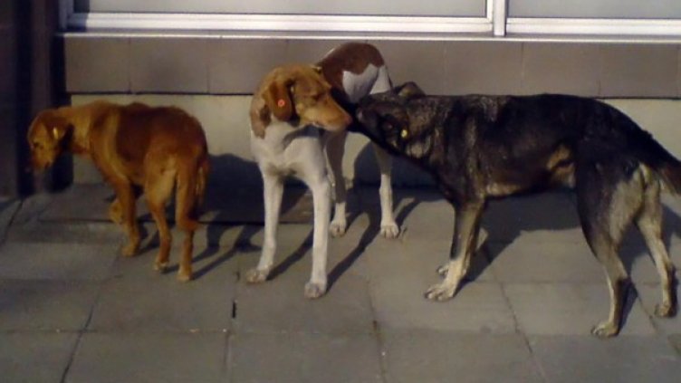 Българинът е хуманен към уличните животни. Снимка: Булфото