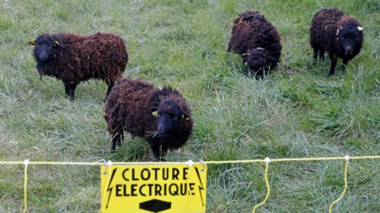 Вместо бръм-бръм &ndash; ечи-бечи!