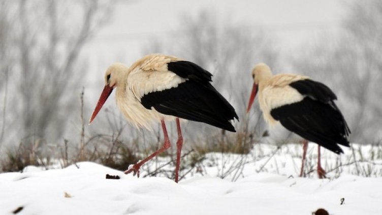 Щъркелите понасят най-добре студа. Снимка: БТА
