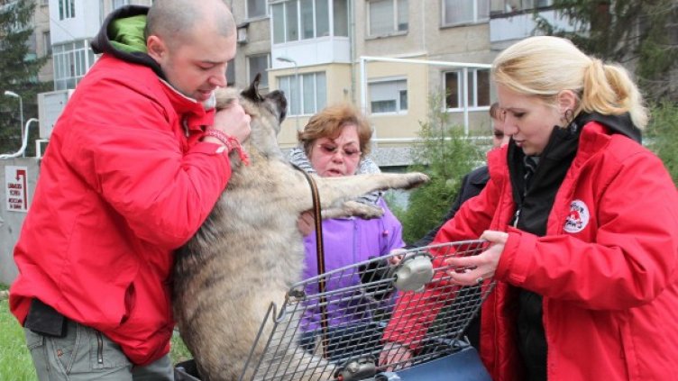 1469 кучета са кастрирани от екипите на "Екоравновесие" в София. Снимка: Архив Булфото