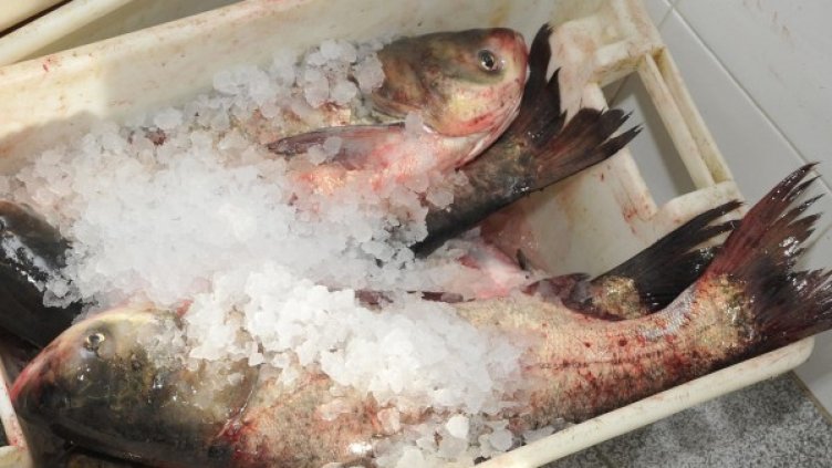 Снимка: Булфото, архив