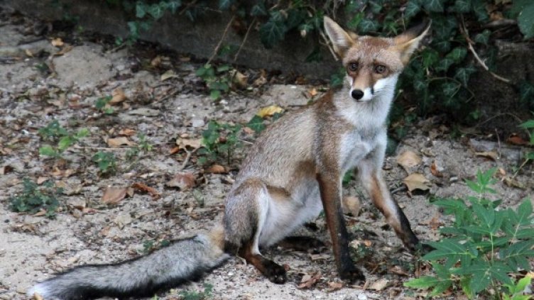 Снимка: Булфото