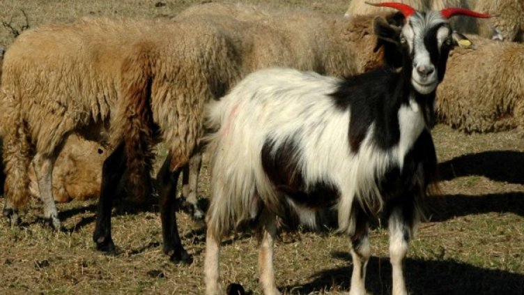 Снимка: Булфото, архив