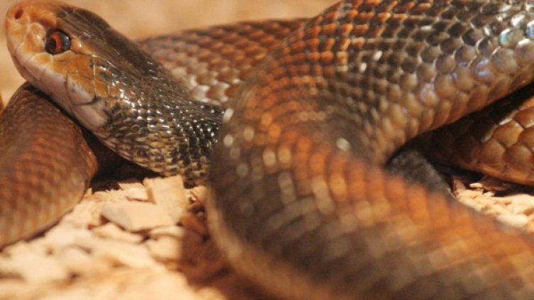 Новогвинейски тайпан. Снимка: архив, БулФото