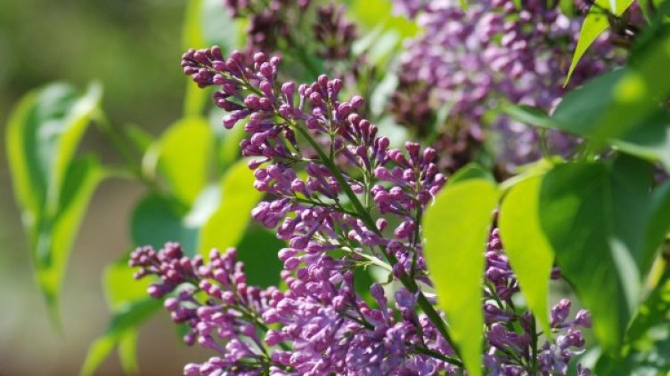 Топъл, но дъждовен май ни чака тази година. Снимка: Булфото