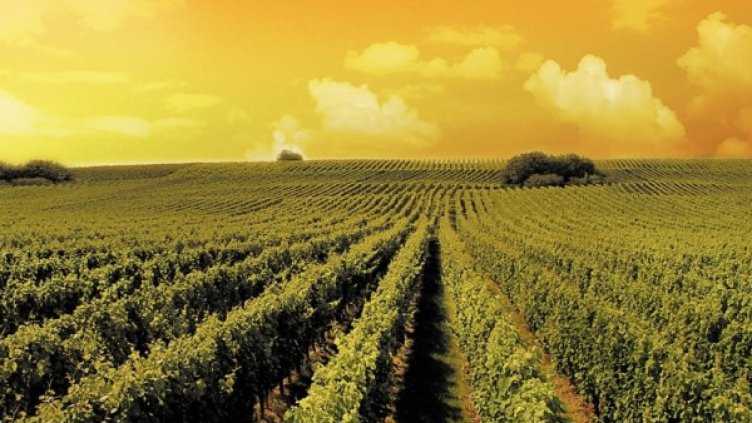 Снимка: архив 
Снимка: архив