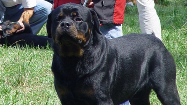 Нахапаното дете е без опасност за живота.Снимка: Булфото