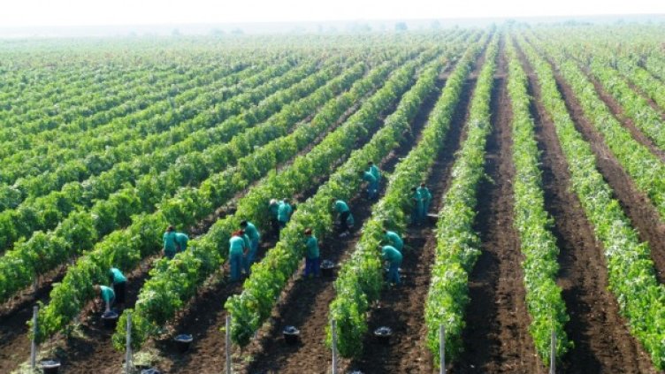 Снимка: „Винпром Пещера”