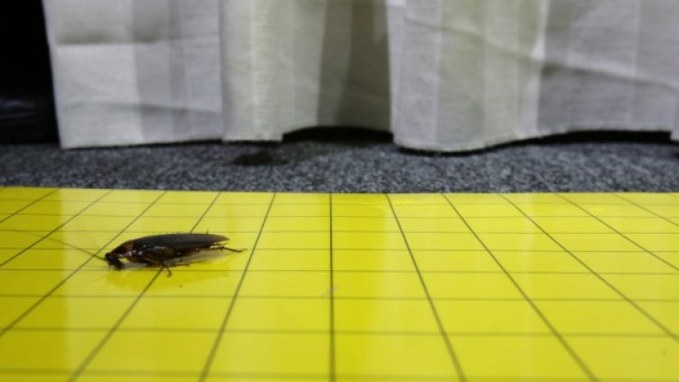 Хлебарките също еволюират. Снимка: Reuters