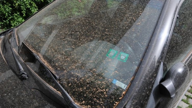 Тази сутрин много от колите изглеждаха така. Снимка: Булфото
Снимка: Булфото
Снимка: Булфото