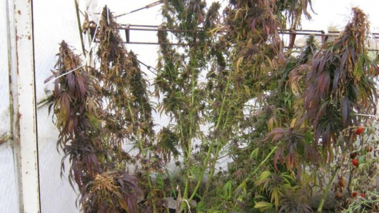 Снимка: Булфото