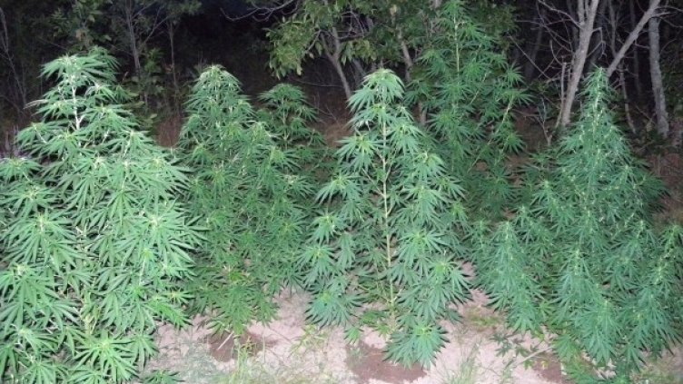 Снимка: Булфото