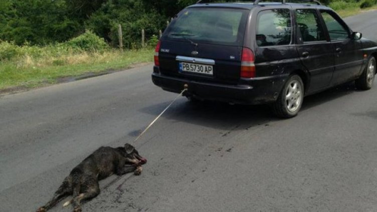 Ужасяващата снимка шокира социалните мрежи. Снимка: ANIMAL HOPE - PLOVDIV - Facebook