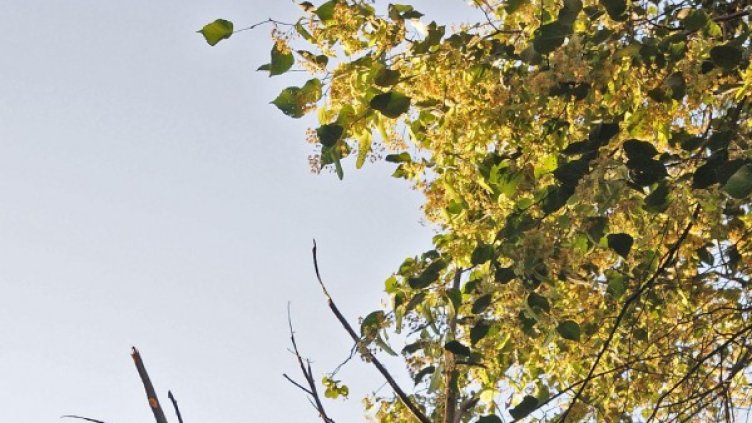 Снимка: Булфото