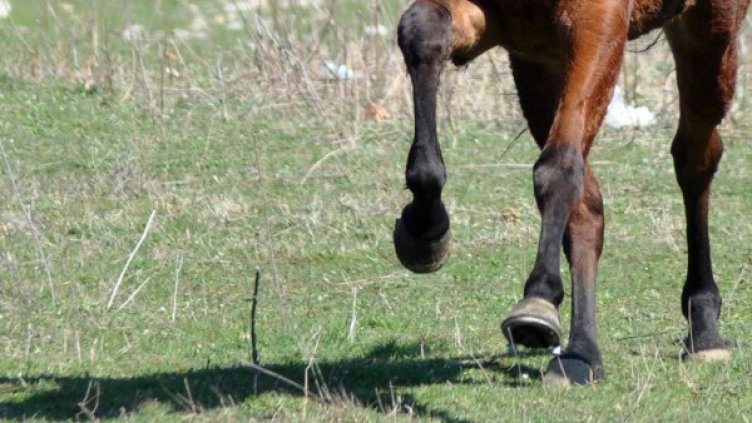 Снимка: БулФото - архив