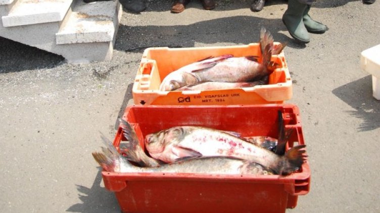 Снимка: Булфото