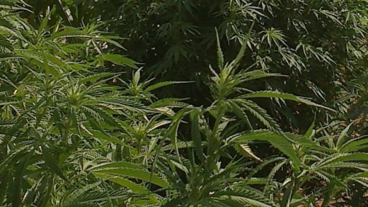 Снимка: Булфото