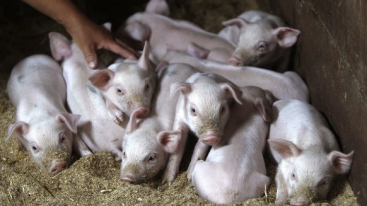 Квиченето на прасенцата причинило оглушаването на свинар. Снимка: архив, Reuters