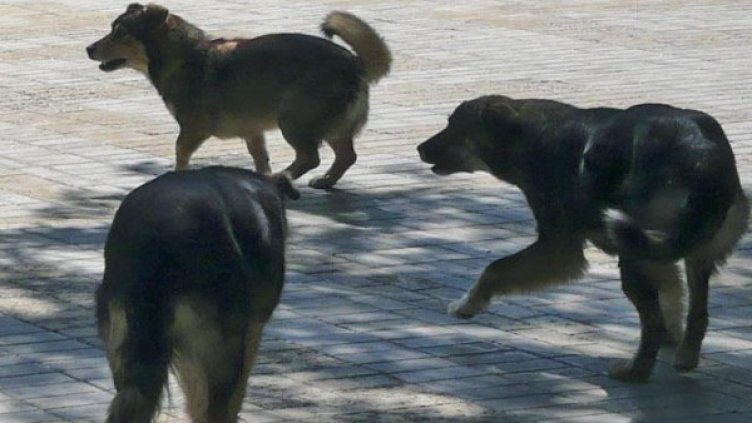 Бездомните псета си остават проблем на София. Снимка: архив, Булфото