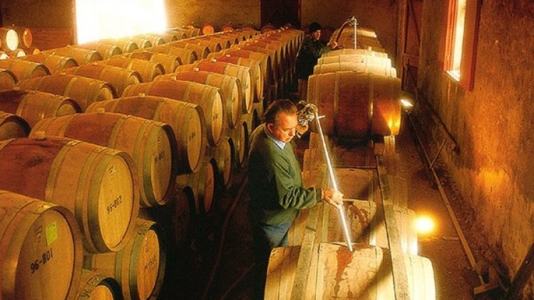 Най-добрият Мускат Отонел зрее в Карнобатския край 