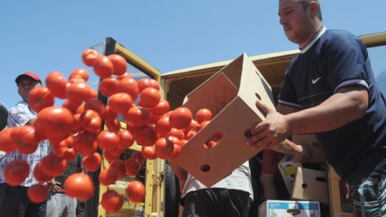 Производители на домати изхвърляха продукцията си заради ниската изкупна цена. Снимка: БТА