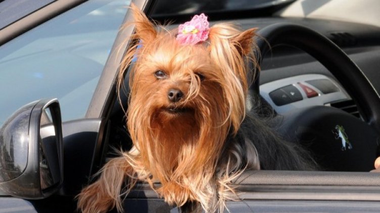 Това куче ще има свое място за разходка в Бургас. Снимка: Булфото